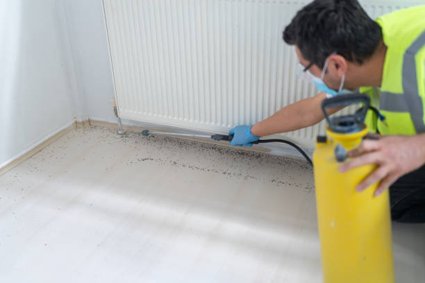 Best Termite Control Services  in Dania Beach, FL